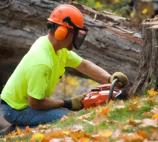 tree services Perrysburg